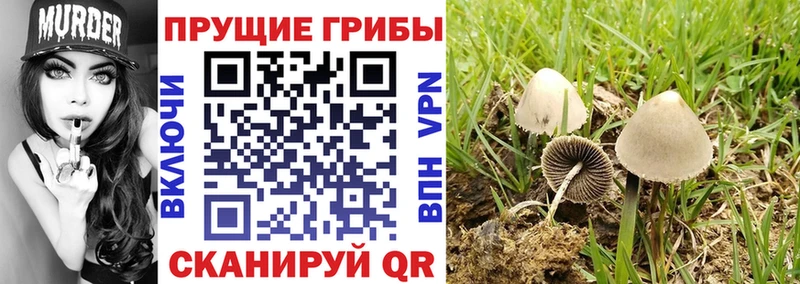 сайты даркнета формула  Нефтегорск  Псилоцибиновые грибы мухоморы 
